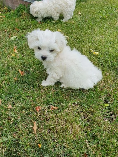 cuccioli di maltese maschi e femmine disponibili | Foto 3