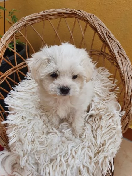 cuccioli di maltese maschi e femmine disponibili