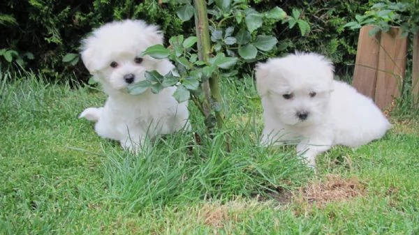 cuccioli di maltese maschi e femmine disponibili | Foto 1