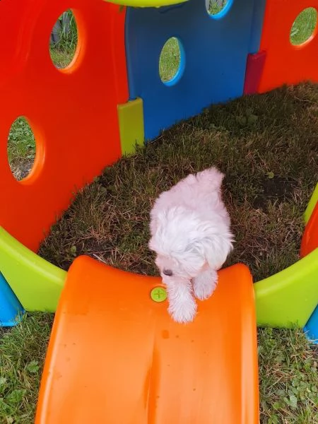 cuccioli di maltese maschi e femmine disponibili | Foto 0