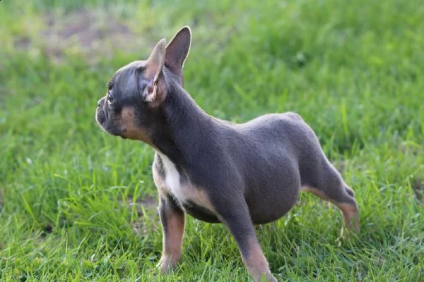 cuccioli bulldog francese pedigree enci | Foto 3