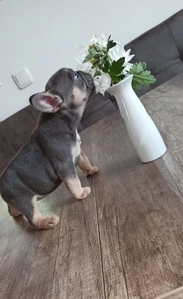 cuccioli bulldog francese pedigree enci | Foto 2