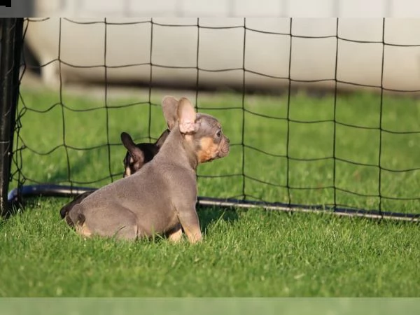 cuccioli bulldog francese pedigree enci | Foto 1