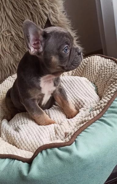 cuccioli bulldog francese pedigree enci | Foto 0