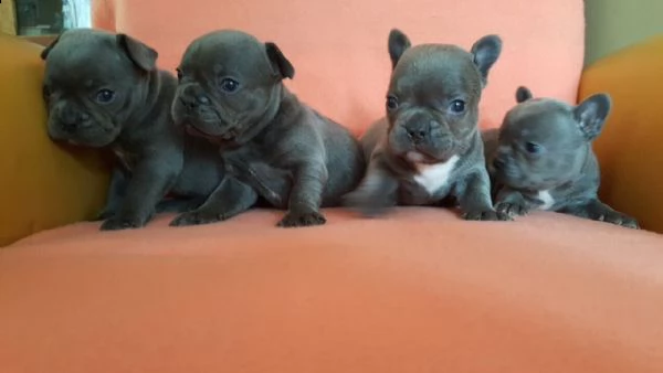 cucciolo bouldogue francese  | Foto 0