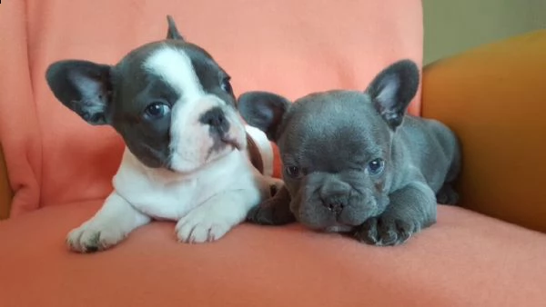cucciolo bouldogue francese 