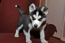 bellissimo cuccioli husky | Foto 0