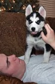 bellissimo cuccioli husky