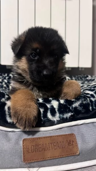 Cuccioli pastore tedesco | Foto 1