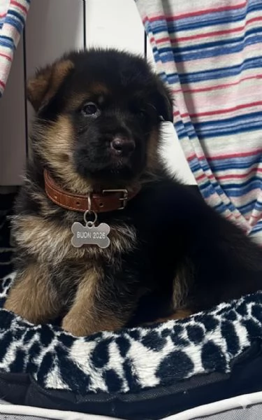 Cuccioli pastore tedesco