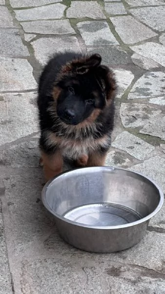 cucciolo di pastore tedesco | Foto 1