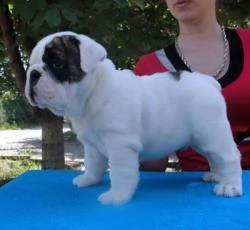 disponibili cucciolo di bulldoq englise