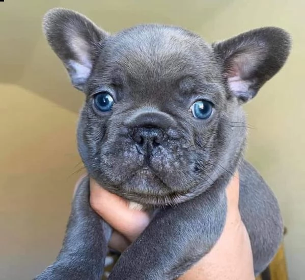 adorabili cuccioli di bulldog francese blu per l'adozione