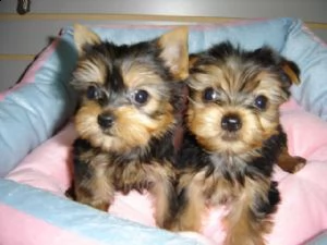 prezioso yorkshire terrier | Foto 0