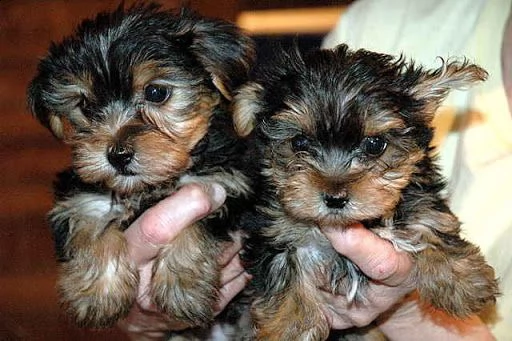prezioso yorkshire terrier