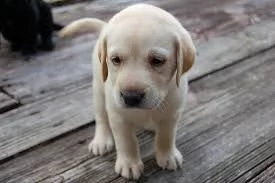 vivaci cuccioli di labrador retriever per l'adozione | Foto 0