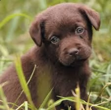 vivaci cuccioli di labrador retriever per l'adozione