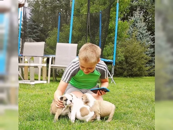 bulldog inglese pedigree enci cucciolata 