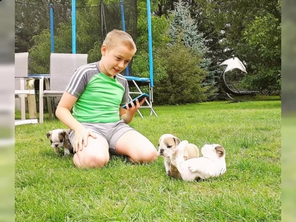 bulldog inglese pedigree enci cucciolata  | Foto 1