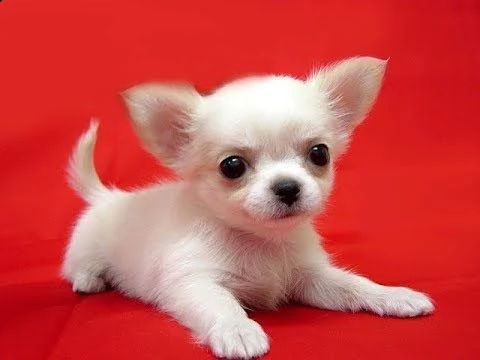 cuccioli di chihuahua