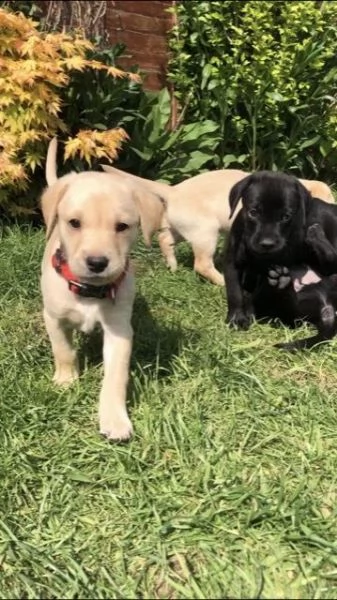 labradore retriever cuccioli con pedigrée | Foto 3