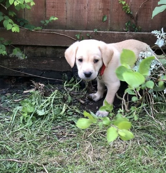 labradore retriever cuccioli con pedigrée | Foto 2