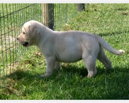 labradore retriever cuccioli con pedigrée | Foto 1