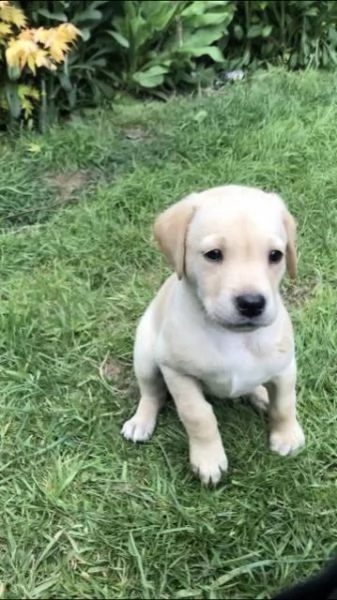 labradore retriever cuccioli con pedigrée