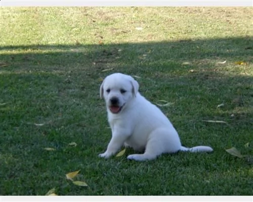 labradore retriever cuccioli con pedigrée | Foto 0
