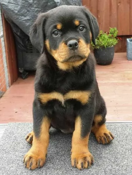 cucciolo di rottweiler maschio e femmina