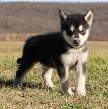  ultima cucciola alaskan malamute