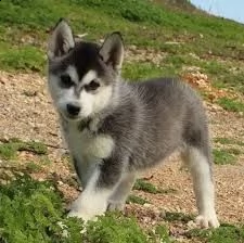  ultima cucciola alaskan malamute | Foto 0
