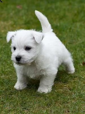 disponibili cuccuioli west highland white terrier | Foto 0