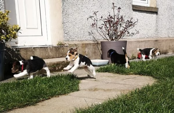 cuccioli beagle tricolore | Foto 4
