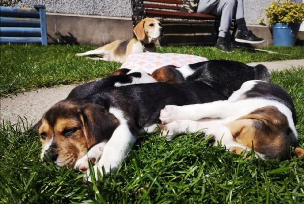 cuccioli beagle tricolore | Foto 3