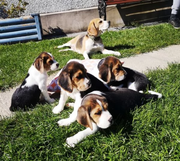 cuccioli beagle tricolore | Foto 2