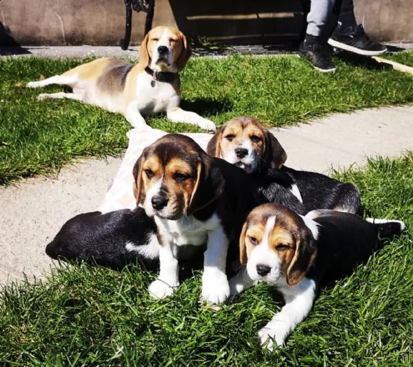 cuccioli beagle tricolore | Foto 1