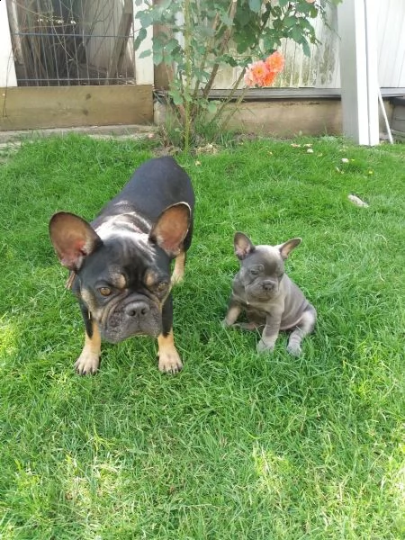 cuccioli di bulldog inglese 2 maschi 2 femmine. in italia | Foto 6