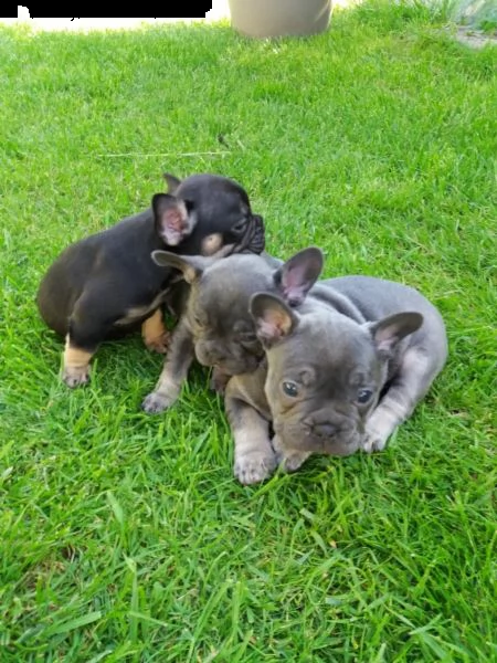 cuccioli di bulldog inglese 2 maschi 2 femmine. in italia | Foto 5