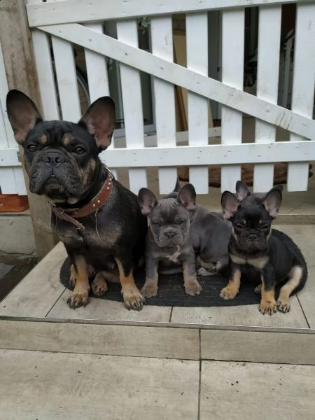 cuccioli di bulldog inglese 2 maschi 2 femmine. in italia | Foto 3