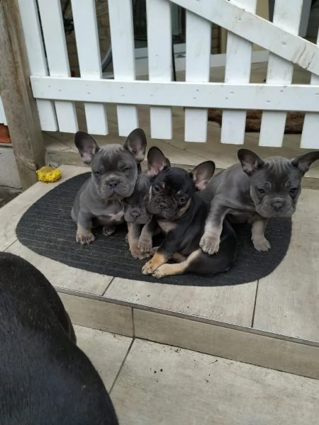 cuccioli di bulldog inglese 2 maschi 2 femmine. in italia