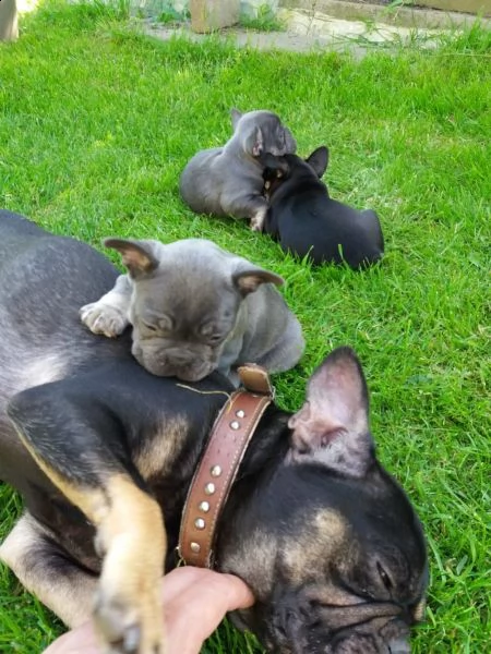 cuccioli di bulldog inglese 2 maschi 2 femmine. in italia | Foto 1