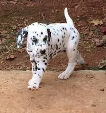 meravigliosa cucciolata di dalmata