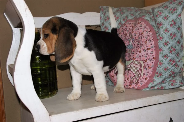 bella e sani cuccioli di beagle per adozione (gratis)