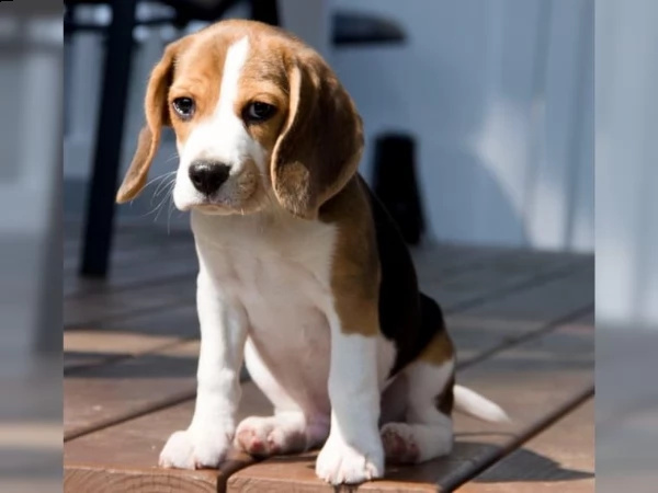 bella e sani cuccioli di beagle per adozione (gratis) | Foto 1