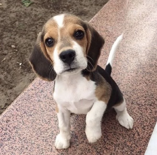 disponibili bellissimi cuccioli di beagle | Foto 2