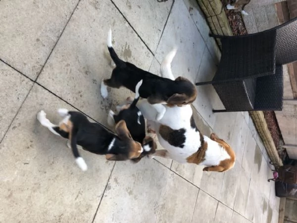 disponibili bellissimi cuccioli di beagle | Foto 1