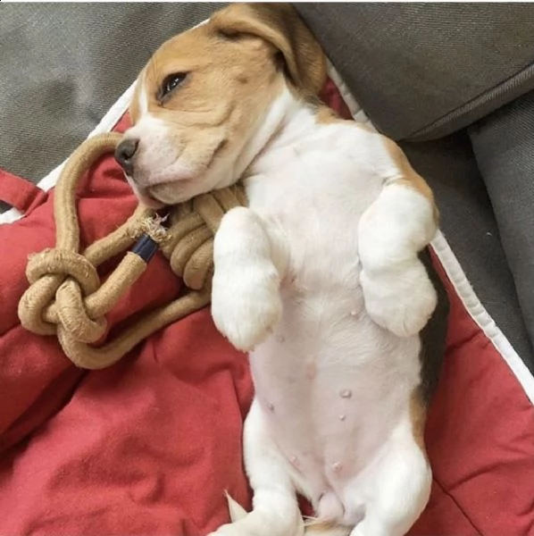 disponibili bellissimi cuccioli di beagle | Foto 0