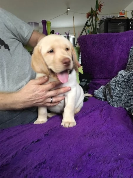 cuccioli labrador chocolate,gialli e neri