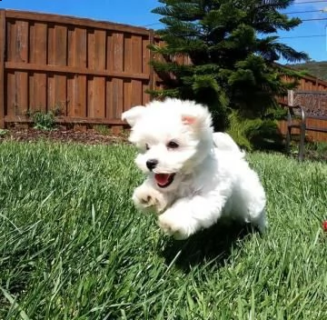 disponibili cuccioli di maltese toy | Foto 0